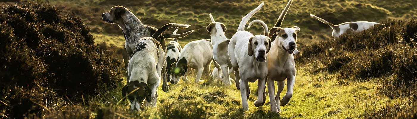 DieWaffenbrueder.de sind Hundeliebhaber und haben einen Bürohund!